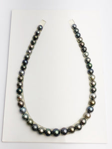 Loose Tahitian Pearls Set, Multicolor, Wholesale - Only 19 dollars per pearl - AA Quality (243)