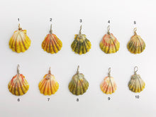 Sunrise Shell Wire Wrapped Pendants from Hawaii - Natural Color - Sunrise Shells - Sunnies (391 No. 1-10)
